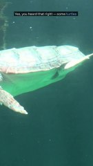 Some Turtles Can Breathe Through Their Butts