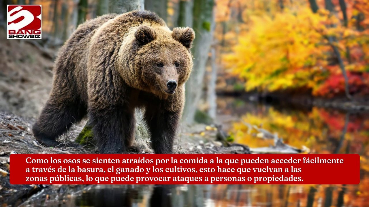 Los drones pueden impedir que los osos pardos ataquen a los humanos