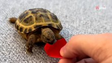 Babyschildkröte stürmt auf eine Katze zu: Zuschauer halten den Atem an (Video)