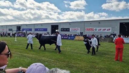 Action from the cattle rings at Balmoral Show