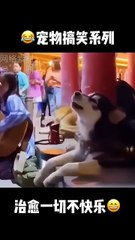 宠物搞笑系列 专治一切不开心  Funny Pet Compilation - The Ultimate Cure for a Bad Mood