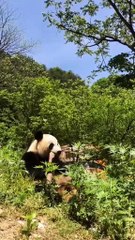 The daily life of pandas 🐼(94)   #Panda #Lovely