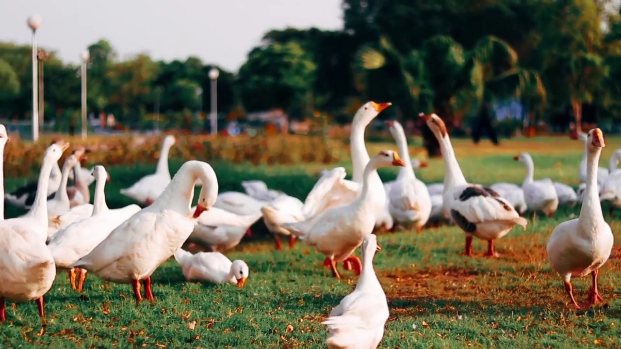 Cute Animal Sounds: Mama Cat & Kitten, Puppy, Squirrel, Dog, Rabbit, Chicken, Duck– Fun Animal Video