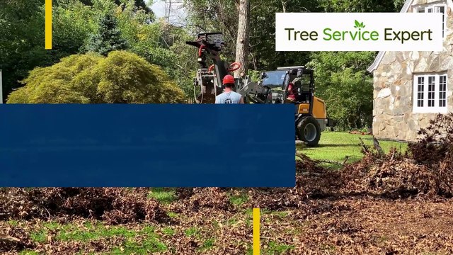 Tree Service Expert – Professional Tree Care & Removal