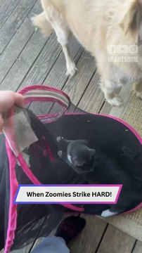 Kitten Gets the Zoomies Inside a Tent… Total Chaos Ensues! 🐱💨😂