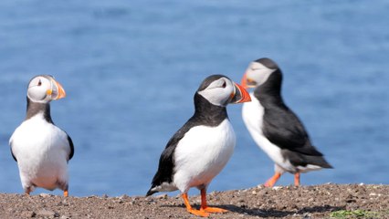 Puffins on the Farne Islands in Northumberland