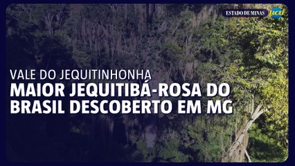 Maior jequitibá-rosa do Brasil é encontrado em Minas