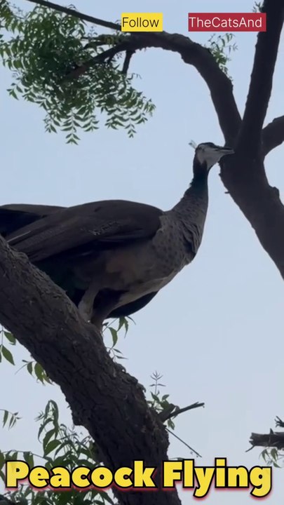 Peacock Flying Height | Peacock Flying Speed | #foryou #peacock #flying @TheCatsAnd