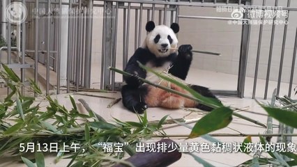 푸바오 또 건강이상설...중국 판다센터 "정상 상태" / YTN