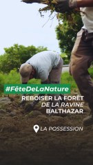 Sauvons les lataniers rouges !