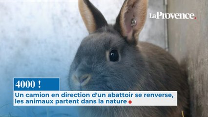4000 ! Un camion en direction d'un  abattoir se renverse, les animaux  partent dans la nature