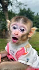 Heartfelt Moment! Baby Monkey Spreads Love to Everyone ❤️ #Shorts