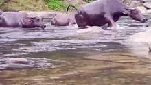buffalo bathing in the river