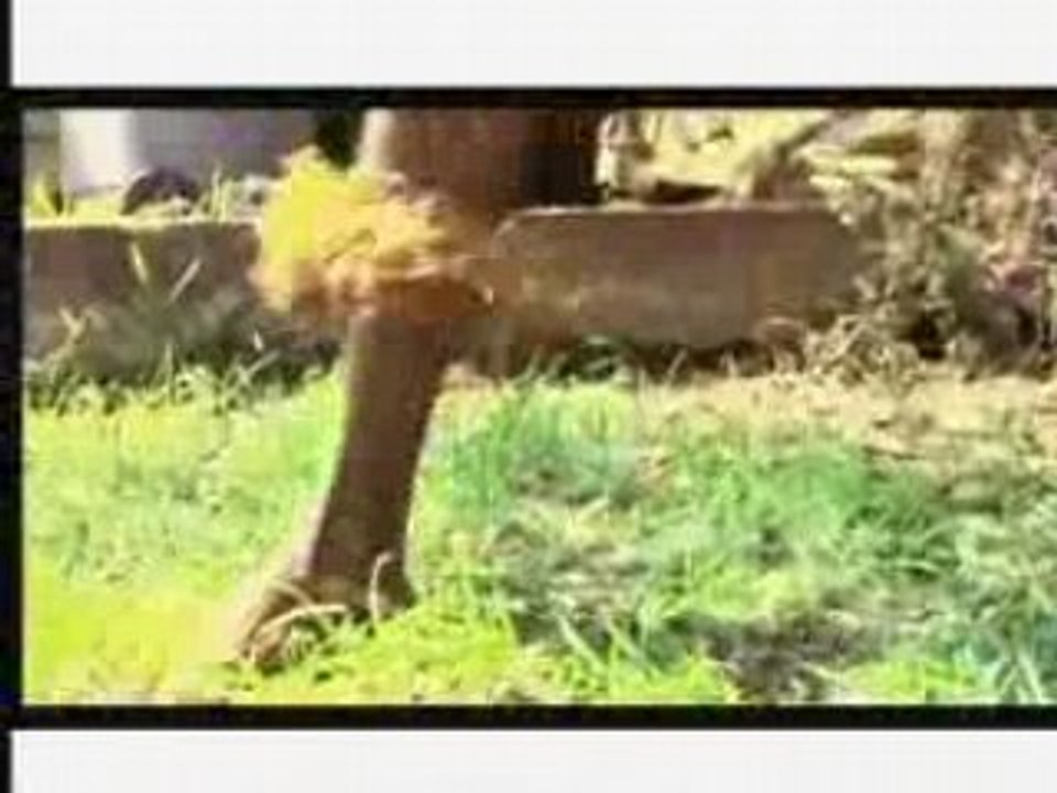 Skol '07- Koffi Olomide: SWI