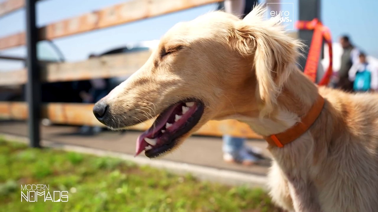 Der kasachische Tazy-Windhund: Vom Wächter der Nomaden zur Nationalikone