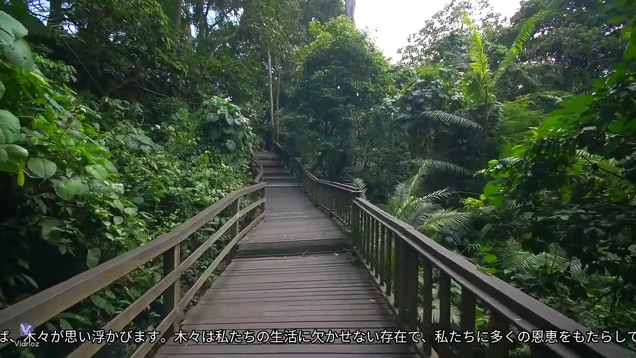 Tree and the Nature