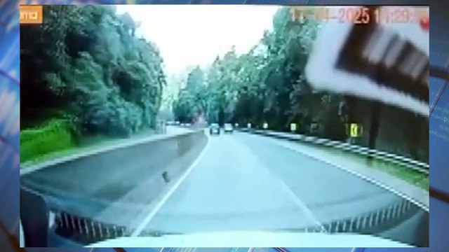 Dono de empresa e três funcionários são indiciados por morte causada por queda de árvore