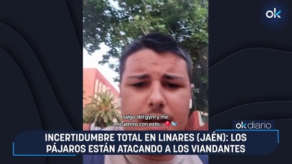 Incertidumbre total en Linares (Jaén): los pájaros están atacando a los viandantes