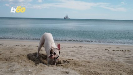 This is Why You Need to Prevent Your Dog From Licking the Sand on the Beach