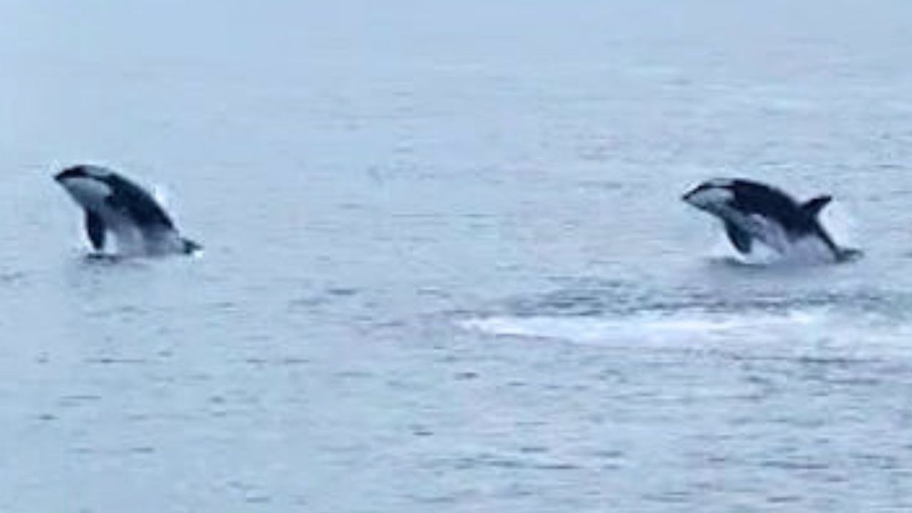 Segler filmt vier Orcas vor der Küste Schottlands