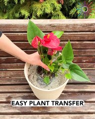 How to move plants without a mess