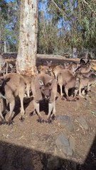 Saying good morning to kangaroos 🦘