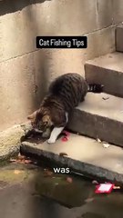 Everyone cheered for this cat