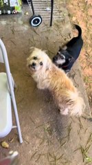 Dog Brings Home Stray