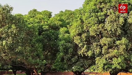 आम और दूसरे फलों के लिए फ्रूट बैगिंग तकनीक; यूपी सरकार दे रही 50 फीसदी सब्सिडी, किसानों की इनकम बढ़ेगी