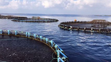 Se presenta la tercera Memoria de Sostenibilidad de la acuicultura española