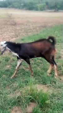 0340-1592787 Qurbani/Bakry Chakbali Rawalpindi/Delivery Available, Brought up in Natural Environment