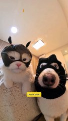 Cats Only Meow for Humans