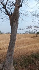 Nature Of Real And Pure Village Life