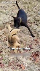 Anteaters are Like Tiny Warriers_2