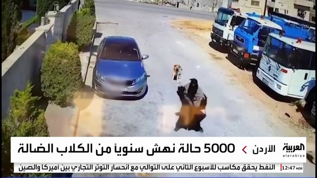 مطالبات بالحد من ظاهرة الكلاب الضالة في المحافظات الأردنية