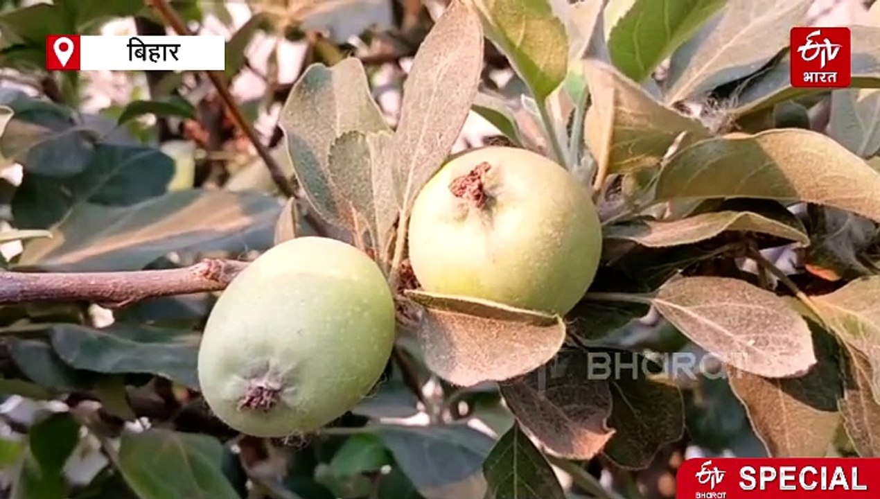 अब गोपालगंज के सेब का स्वाद चखेंगे लोग, 48 डिग्री टेंपरेचर में हो रही खेती