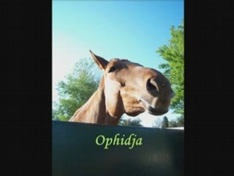 Tous les chevaux ( quelques un manque à modifier)