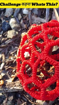 No One Can Tell Whats This? Can You Tell. Its A Challenge?