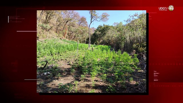 Aseguran y destruyen plantío de marihuana en Mascota