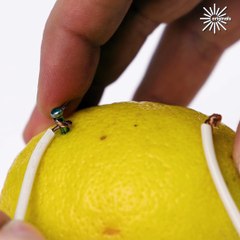 How many lemons does it take to light a bulb🤔😯