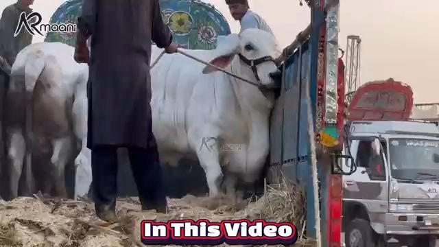 ar mani cattle. farm 2025 l unloading qurbani