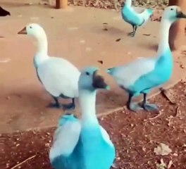 Animais ficam azuis após corante tóxico vazar em córrego