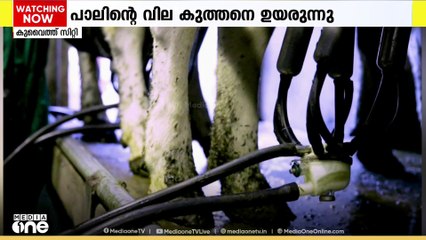 കുവൈത്തിലെ ഡയറി ഫാമുകളിലെ കുളമ്പുരോഗം; പാൽ ഉൽപാദനത്തെ ബാധിച്ചു