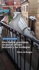 Una "granizada salvaje" en Fuentenebro arrasa el viñedo brotado y daña bodegas