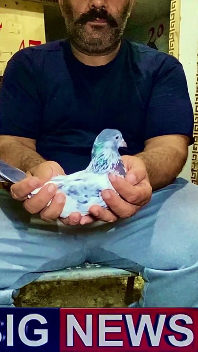 Subscribe Our YouTube Channel For Complete Videos https://www.youtube.com/@PakistanPigeonAssociation