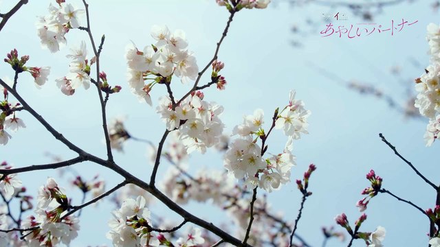 ドラマイズム「あやしいパートナー」OP主題歌ver.60秒予告解禁【八木勇征×齊藤京子W主演】