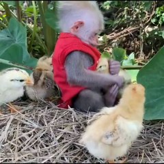 Cute Baby Monkey Playing