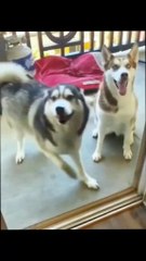 "Dogs Being Dogs: 60 Seconds of Non-Stop Laughter!"