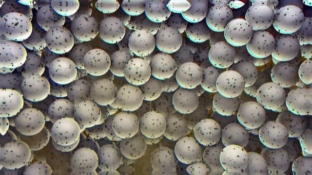 Químicos eternos: como descontaminar a água