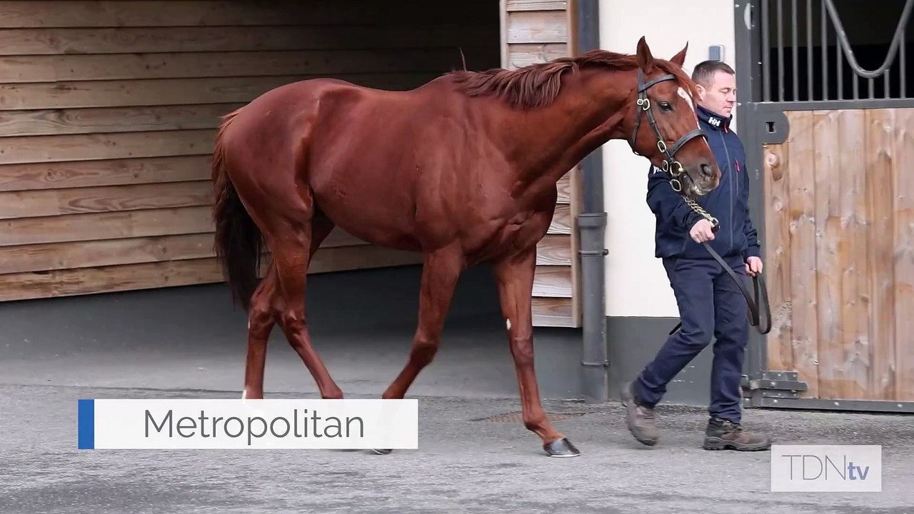TDN Stallions: Metropolitan